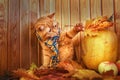 British shorthair cat. Red cat in a blue scarf with fall autumn leaves sitting on wood background . The British cat with