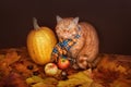 British shorthair cat. Red cat in a blue scarf with fall autumn leaves sitting on wood background . The British cat with