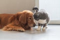 British shorthair cat rubs head against golden retriever Royalty Free Stock Photo