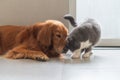 British shorthair cat rubs head against golden retriever Royalty Free Stock Photo