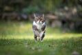 British shorthair cat running on lawn Royalty Free Stock Photo