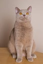 British Shorthair cat sits at full height, front legs straight, look up, above the camera