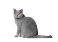 British shorthair cat sits on a white background and looks at the camera Royalty Free Stock Photo