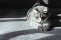 Grey cat cat sitting on the couch and looking at us, cute curious cat, a portrait of a cat with bright eyes and fluffy