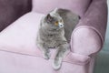 British Shorthair cat sitting on the couch and looking at us, cute curious cat