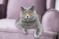 British Shorthair cat sitting on the couch and looking at us, cute curious cat, a portrait of a cat