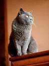 British shorthair cat