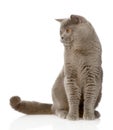 British shorthair cat sitting in front and looking away. isolated Royalty Free Stock Photo