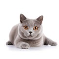 British shorthair cat sitting and looking at something Royalty Free Stock Photo
