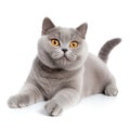 British shorthair cat sitting and looking at something on white background Royalty Free Stock Photo