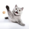 British shorthair cat sitting and playing ball, isolated on white background Royalty Free Stock Photo