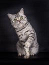 British Shorthair Cat, sitting and playing, on black Royalty Free Stock Photo