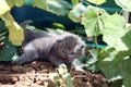 British Shorthair kittens in the garden