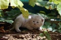 British Shorthair kittens in the garden