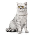 British Shorthair cat sitting up front view, looking at camera with orange eyes, isolated on white background. Royalty Free Stock Photo