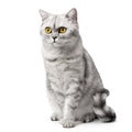 British Shorthair cat sitting up front view, looking at camera with orange eyes, isolated on white background. Royalty Free Stock Photo