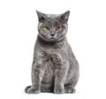 British shorthair cat sitting on a white background Royalty Free Stock Photo