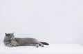 British shorthair cat sleeps on the table. Sleeping cat on a white background. Space for text Royalty Free Stock Photo