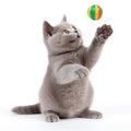 British shorthair cat standing on hind legs and playing ball Royalty Free Stock Photo