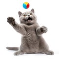 British shorthair cat standing on hind legs and playing ball Royalty Free Stock Photo