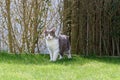 British shorthair cat standing on a lawn and looking towards camera Royalty Free Stock Photo