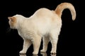 British Shorthair Cat Standing and Raise up on Black Background Royalty Free Stock Photo