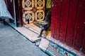 British Shorthair cat stretching near an opened old red door Royalty Free Stock Photo