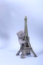 Kitten climbing in Tour Eiffel