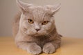 British shorthair cat unhappy closeup, looking directly at the camera its ears in different directions