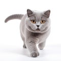 British shorthair cat walking and looking at something on white background Royalty Free Stock Photo