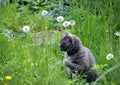 british shorthair cat washes in the grass in the garden