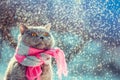 British Shorthair cat wearing the knitted scarf. Cat Royalty Free Stock Photo