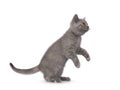 British Shorthair cat on white background Royalty Free Stock Photo