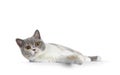 British Shorthair cat on white background Royalty Free Stock Photo