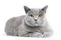 British Shorthair cat on white. Lying