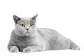 British Shorthair cat on white. Lying