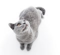 British Shorthair cat on white. Lying