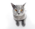 British Shorthair cat on white. Lying