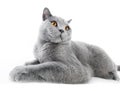 British Shorthair cat on white. Lying