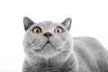 British Shorthair cat on white. Surprised