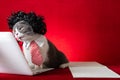 A british shorthair cat with wig and tie like a business lady and working with a laptop Royalty Free Stock Photo