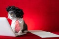 A british shorthair cat with wig and tie like a business lady and working with a laptop Royalty Free Stock Photo