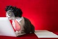 A british shorthair cat with wig and tie like a business lady and working with a laptop Royalty Free Stock Photo