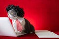 A british shorthair cat with wig and tie like a business lady and working with a laptop Royalty Free Stock Photo