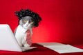 A british shorthair cat with wig and tie like a business lady and working with a laptop and looking at the camera Royalty Free Stock Photo