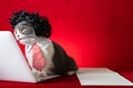 A british shorthair cat with wig and tie like a business lady and working with a laptop with surperised expression Royalty Free Stock Photo