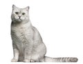 British Shorthair cat, 4 years old, sitting in front of white ba Royalty Free Stock Photo