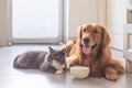 British shorthair cats and Golden Retriever Royalty Free Stock Photo