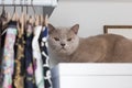 British shorthair cats at house Royalty Free Stock Photo