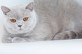 British shorthair cats at house Royalty Free Stock Photo